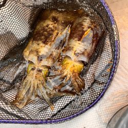 色々と釣れました