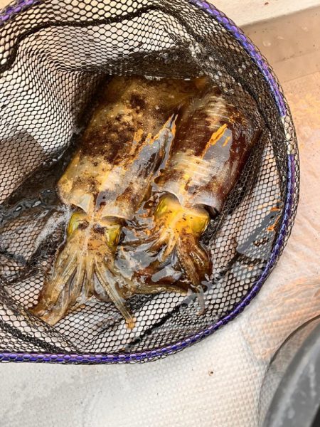 色々と釣れました