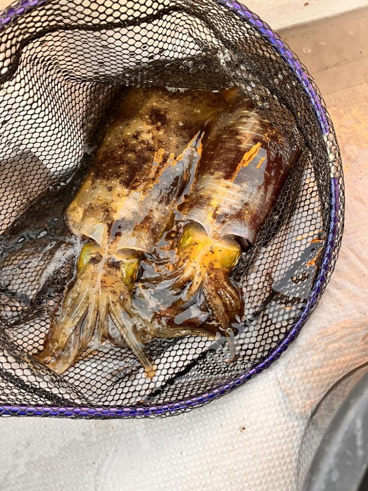 色々と釣れました