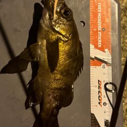 アジング？？？