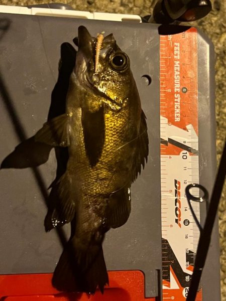 アジング？？？