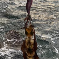 イカさん何処へ？