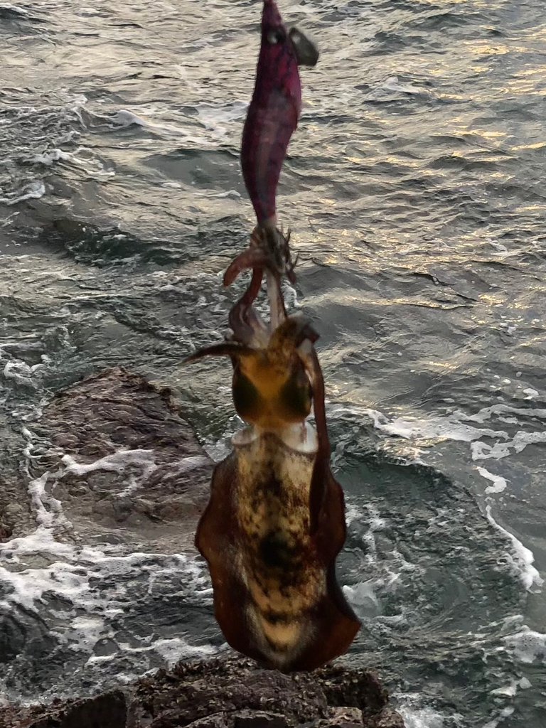 イカさん何処へ？