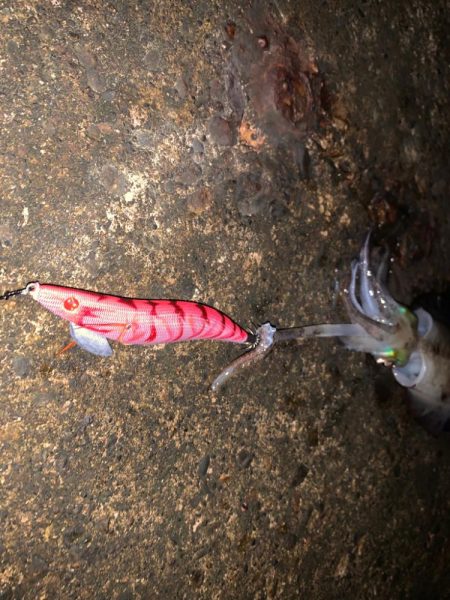 初めて使う墨族の色でアオリイカ！