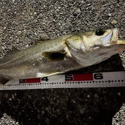 秋爆！ランカーまであと少し