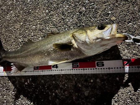 秋爆！ランカーまであと少し