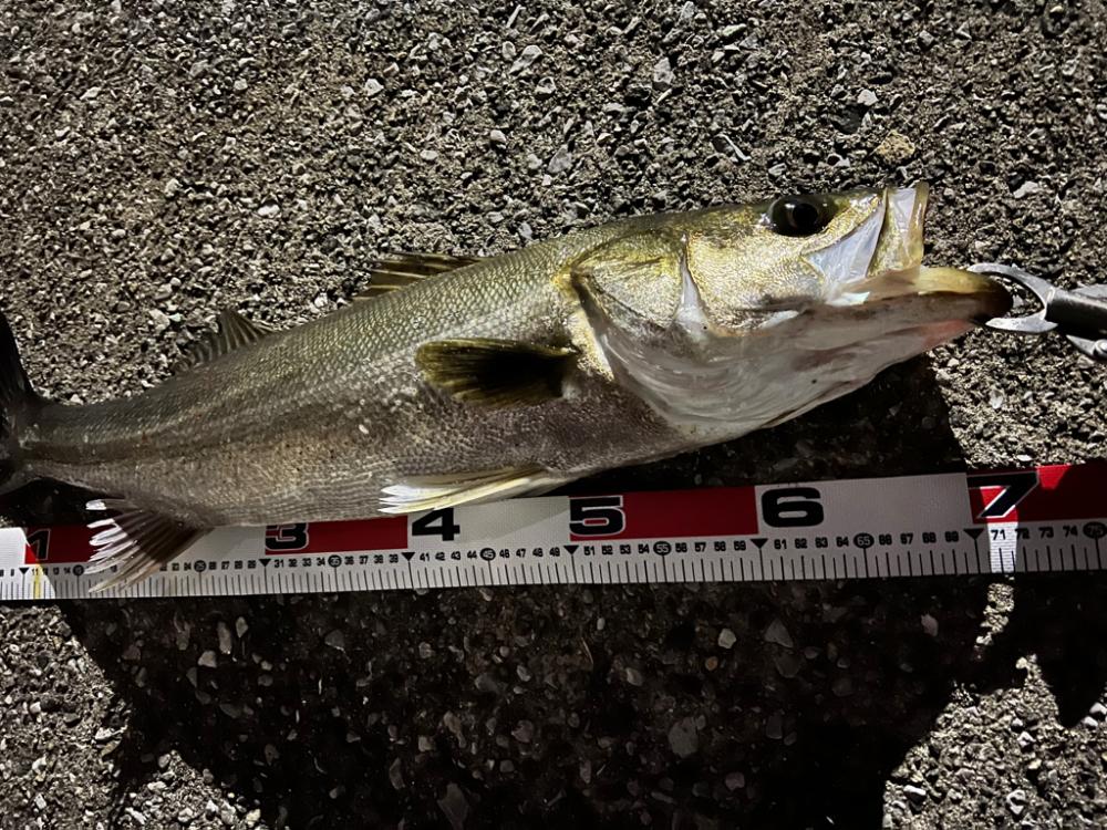 秋爆！ランカーまであと少し