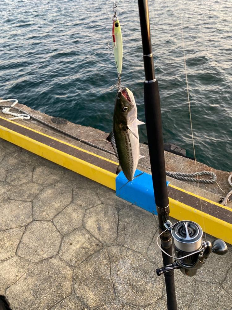 朝のサゴシ　全員安打