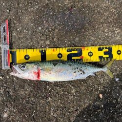 ショアジギング坊主回避