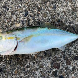 淡路島ショアジギング