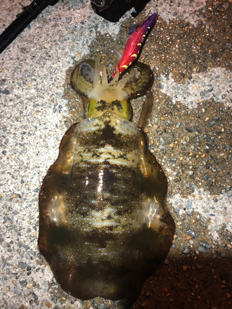 中々釣れません