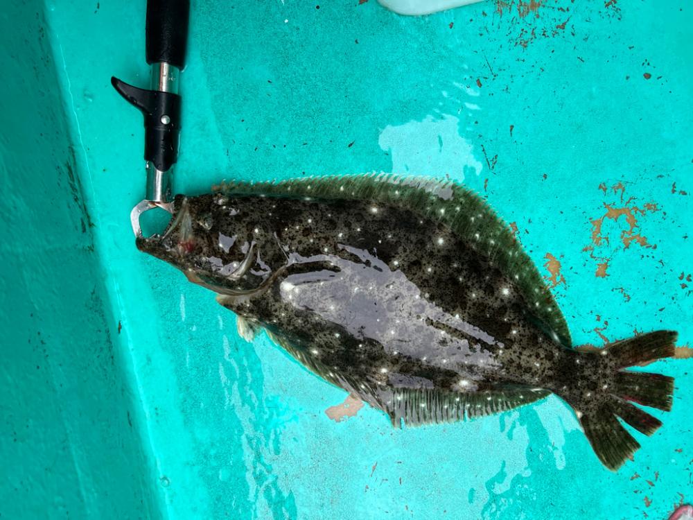 大原沖、イワシ解禁2週目調査