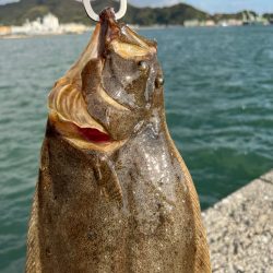 ふらふらフラットフィッシュ！！