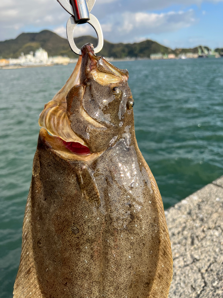 ふらふらフラットフィッシュ！！