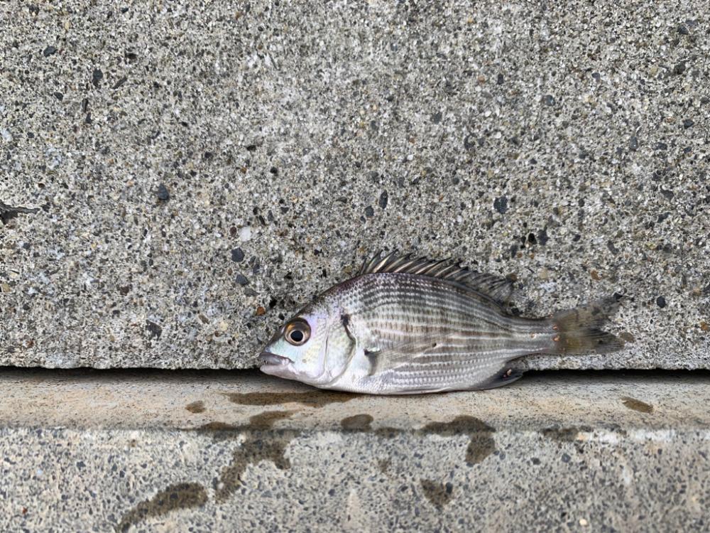 久しぶりの餌釣りで
