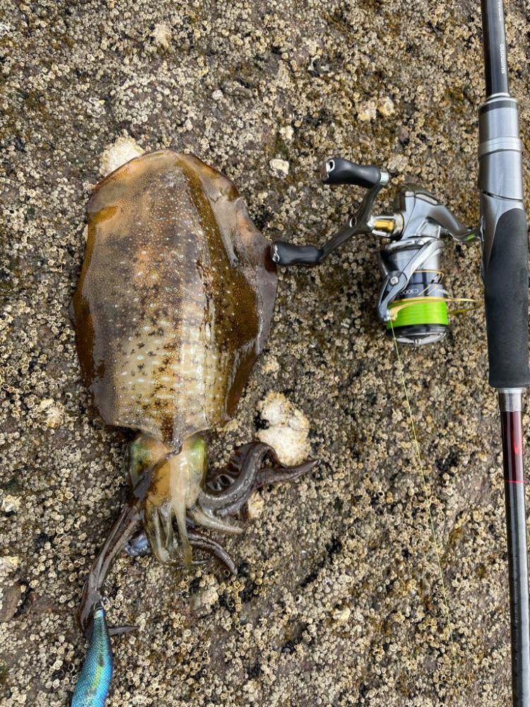 秋イカラッシュ!