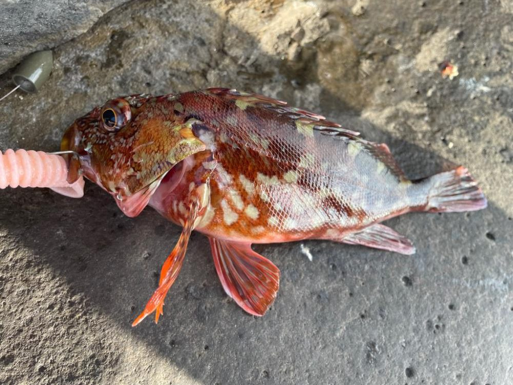 地磯青物-根魚釣行