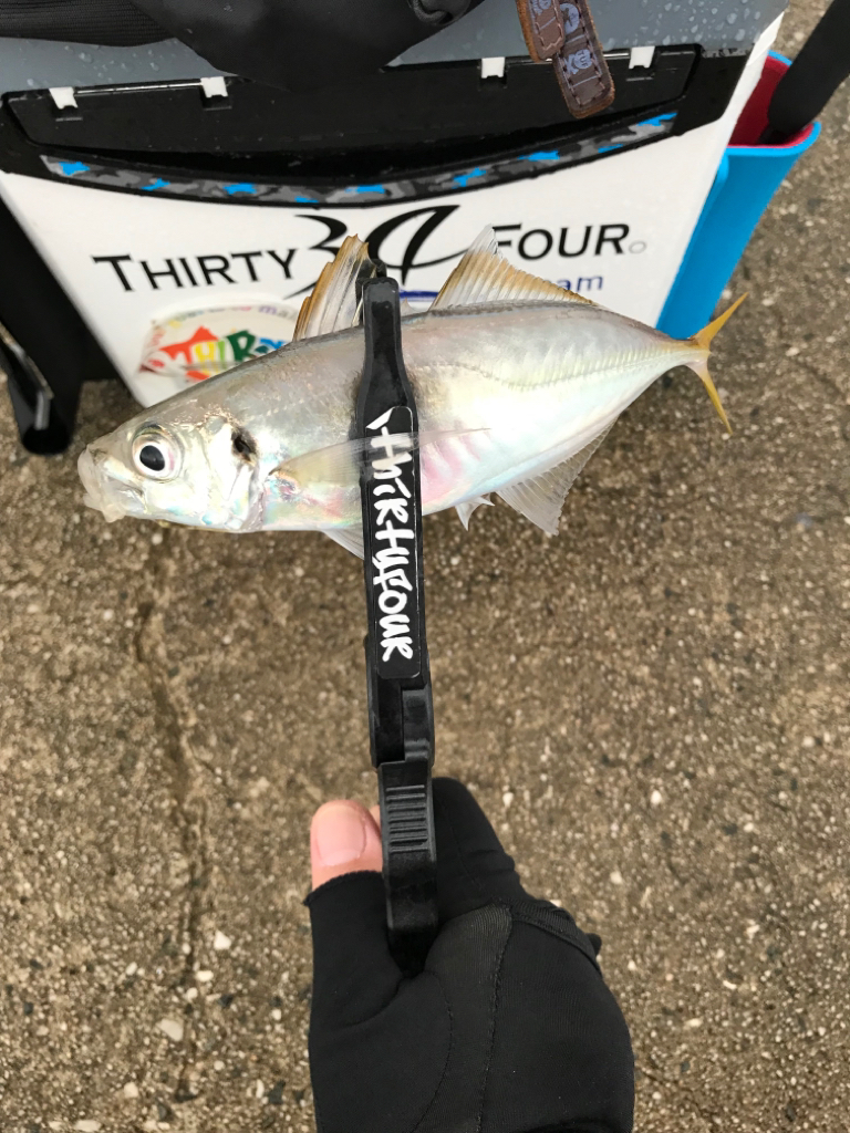 久しぶりの良型😆