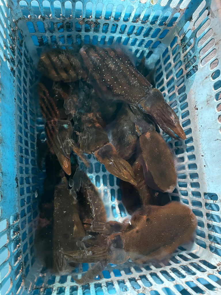 ナイトティップランでアオリイカ