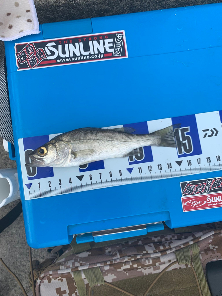 夜釣りのつもりが。