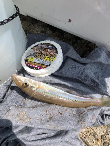 がまかつ公式投稿4 泉南キス