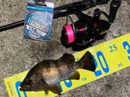 メバリング始まりました