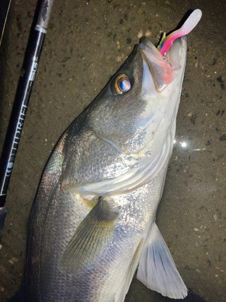 ニューロッド、タイドリフトでシーバス