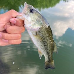 津風呂湖ブラックバス釣り