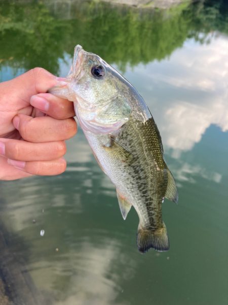 津風呂湖ブラックバス釣り