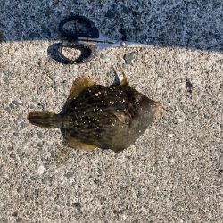 青物狙うも・・・