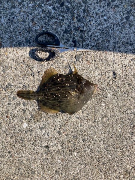 青物狙うも・・・