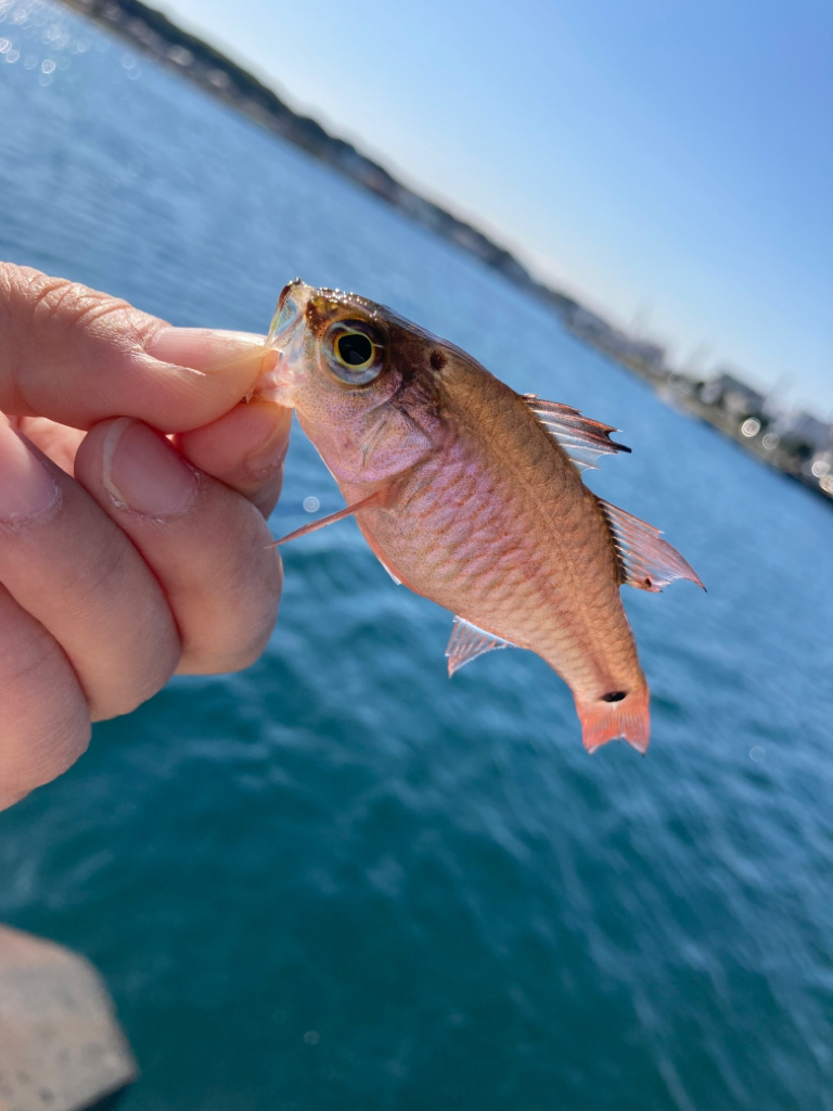 良型のメバル来た!!