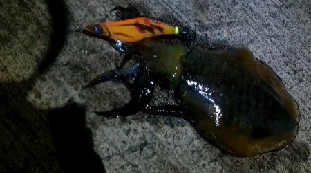 隠岐島嵐の後に餌木蔵ベイトフェザー！