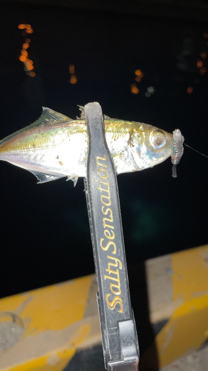 アジングナイト