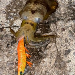 続・天草秋のイカ祭り