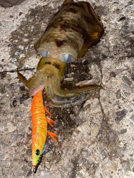 続・天草秋のイカ祭り