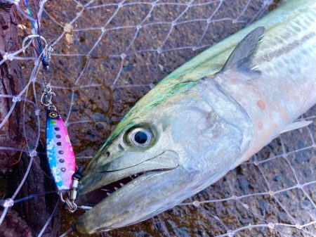 マキマキのテロテロ巻きでサゴシ！