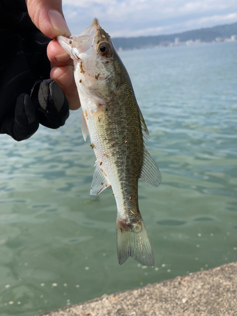 人工島は秋モード??