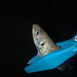 久々のキジハタ