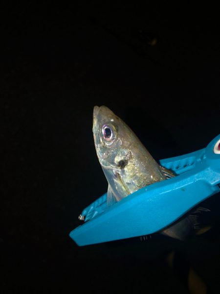 久々のキジハタ