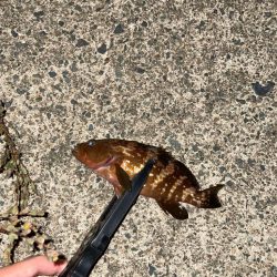 開幕秋アジング