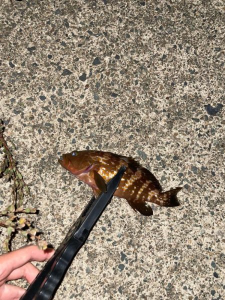 開幕秋アジング