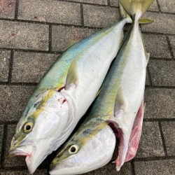 がら空き湾奥コスモ潮ユルユル。ギリメジロ２…