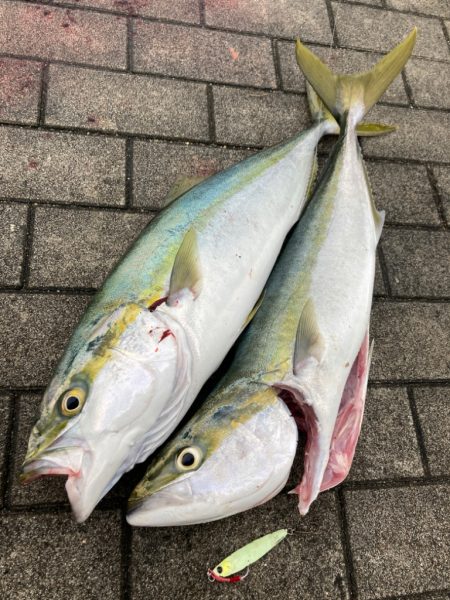 がら空き湾奥コスモ潮ユルユル。ギリメジロ２…