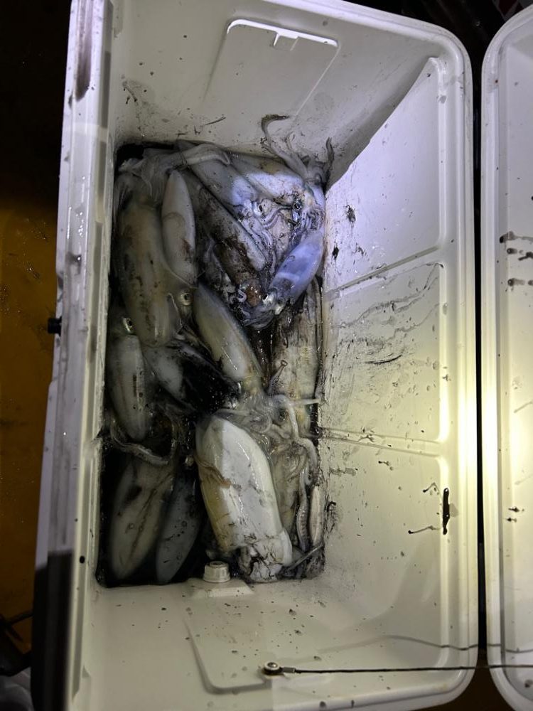 初ティップラン