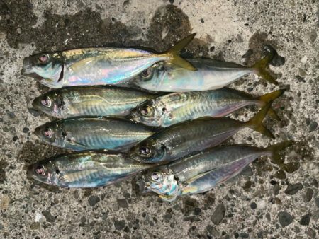 アジング釣行！