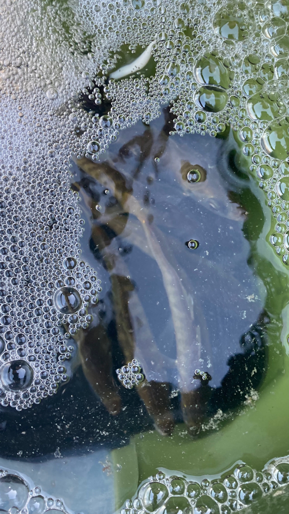 近場でアジング