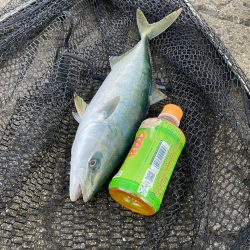 飲ませでハマチ