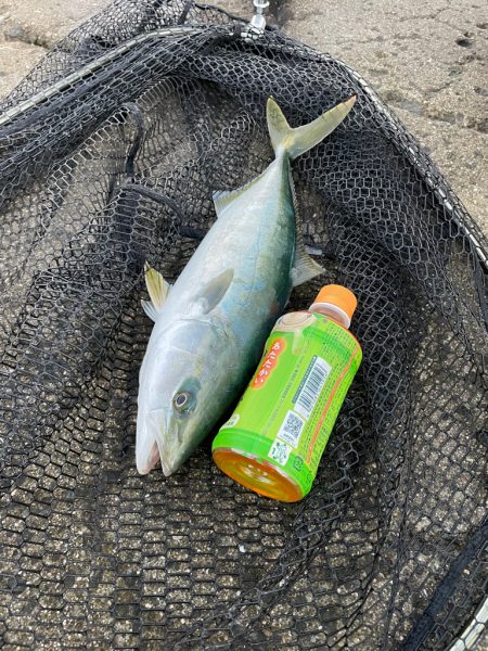 飲ませでハマチ