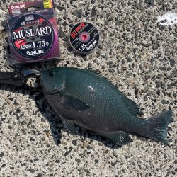 久しぶりのクロ釣り❗…